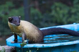Yellow Troated Marten